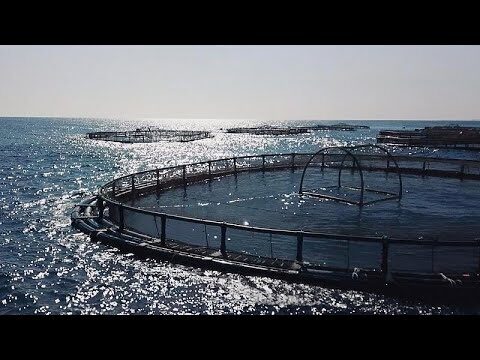 Principais Espécies de Peixes na Aquacultura