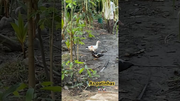 Descubra o Encanto do Sitio das Patinhas