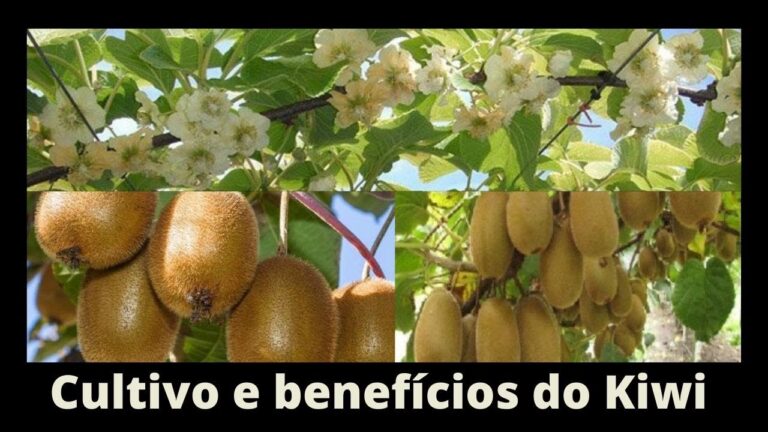 Melhores Épocas para Plantar Kiwi em Portugal