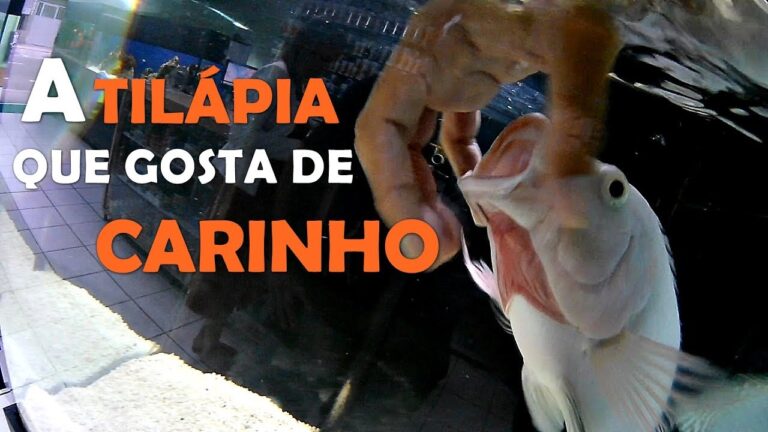 Descubra os Nomes dos Peixes do Mar mais Comuns