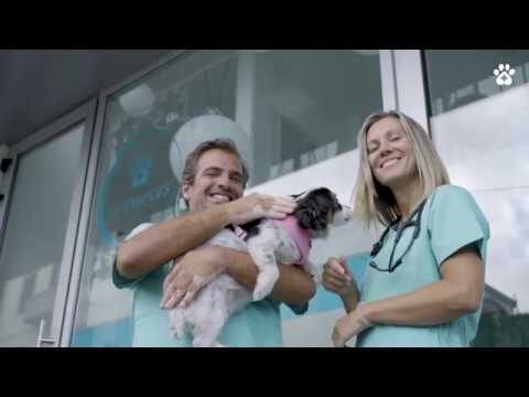 Hospital Veterinário Funchal: Cuidados de Excelência para seu Pet