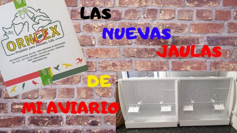 Inovações da Orni Ex Produtos para Animais Lda
