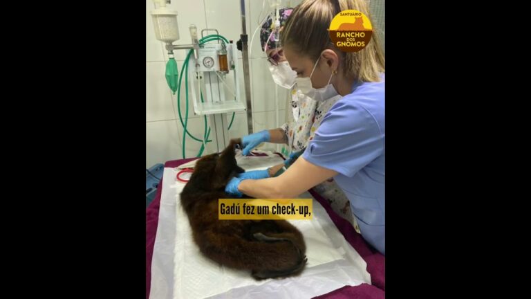 Inovação e Cuidado na Clínica do Bugio