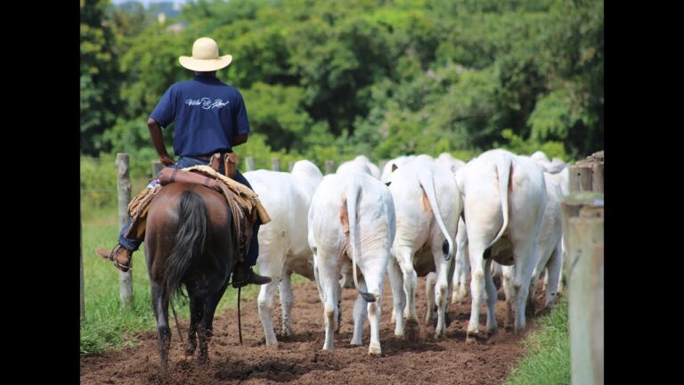 Oportunidades e Desafios da Zona Agro de Vila Real