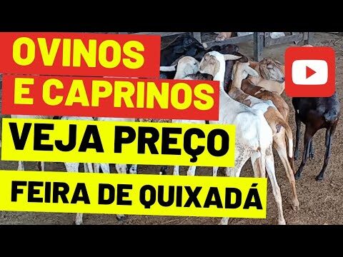 An&aacute;lise do Pre&ccedil;o do Cabrito Vivo no Mercado Atual