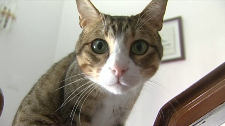 Linha de Apoio em Saúde Animal: Soluções e Benefícios
