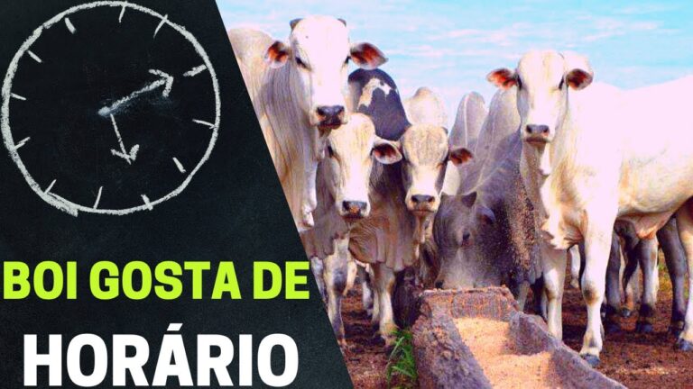 Impacto do Horário de Confinamento na Vida Cotidiana