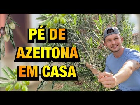 A Melhor Oliveira para Produção de Azeite