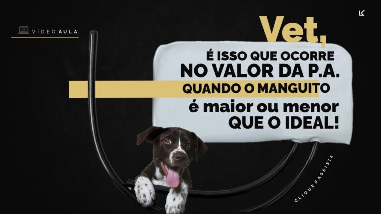 Hospital Veterinário Alfragide: Cuidado e Bem-Estar dos Animais